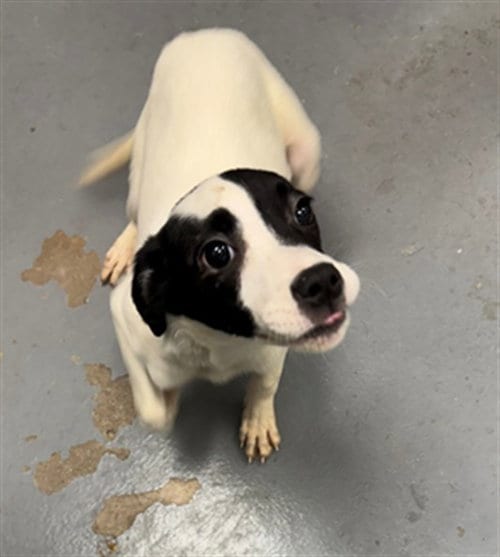 Photo of Carrie, adoptable Terrier in Peoria, Illinois