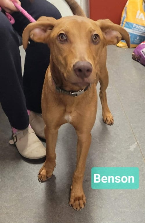 Photo of Benson, adoptable Rhodesian Ridgeback in Richmond, Indiana