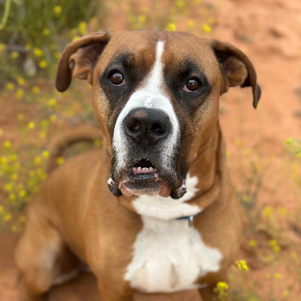 Photo of Riggins, adoptable Boxer / Mix in Kanab, Utah