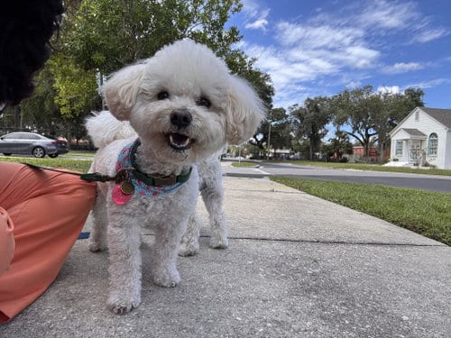 Photo of Dobby FH, adoptable Maltese in Sanford, Florida