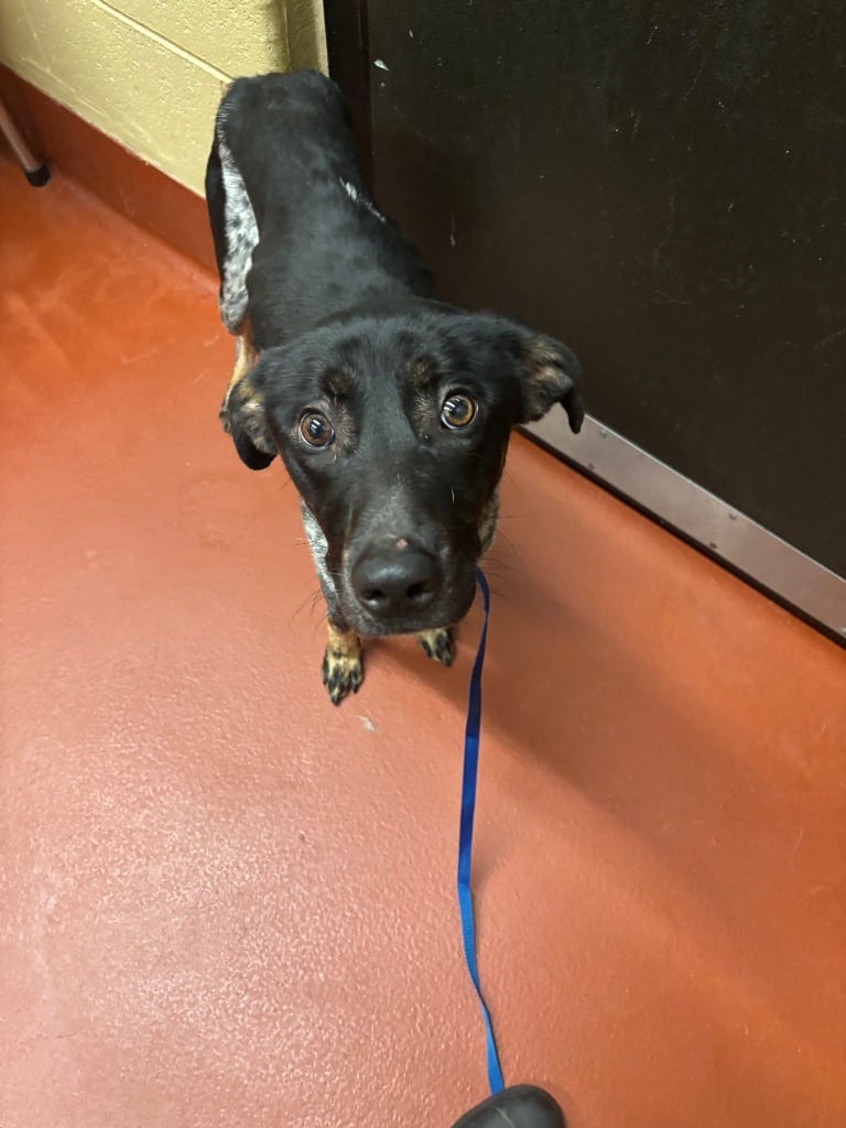 Photo of Dolly, adoptable Mixed Breed in Douglasville, Georgia
