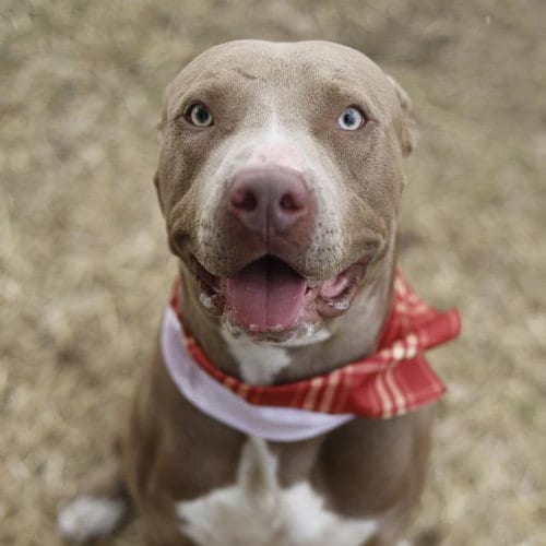 Photo of Rocky, adoptable American Staffordshire Terrier in San Antonio, Texas