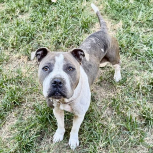 Photo of Dina, adoptable Staffordshire Bull Terrier in Houston, Texas