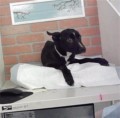Photo of Tiki, adoptable Staffordshire Bull Terrier in Houston, Texas