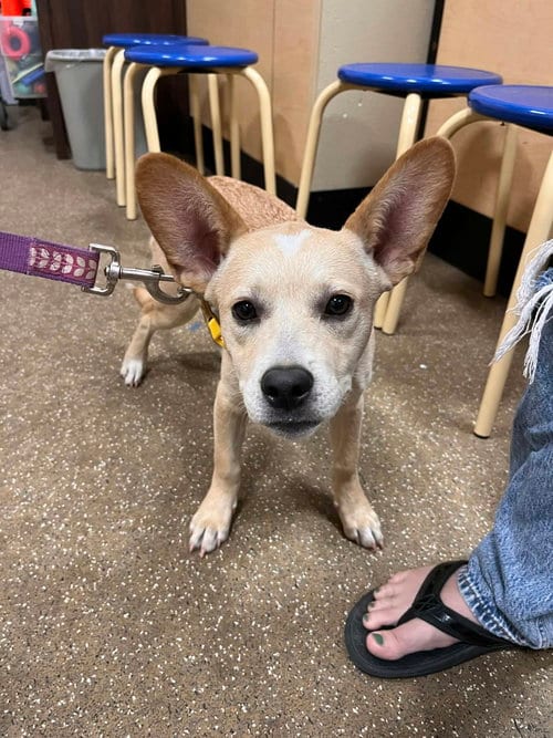 Photo of Dempsey, adoptable Cattle Dog in Hinckley, Illinois