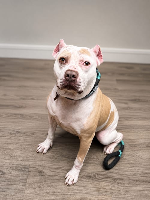 Photo of Nyla, adoptable Pit Bull Terrier in Nashville, Tennessee