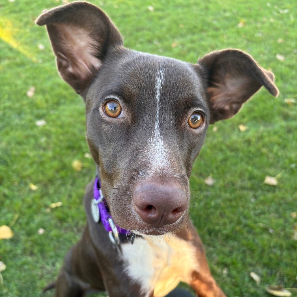 Photo of Nita, adoptable Retriever, Labrador / Mix in Brookfield, Wisconsin