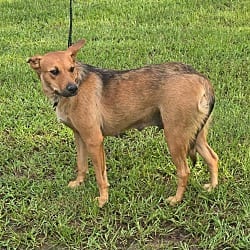 Photo of Roxy, adoptable Shepherd (Unknown Type) in Framingham, Massachusetts