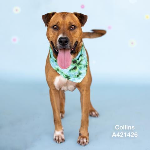 Photo of Collins, adoptable Mastiff in Conroe, Texas