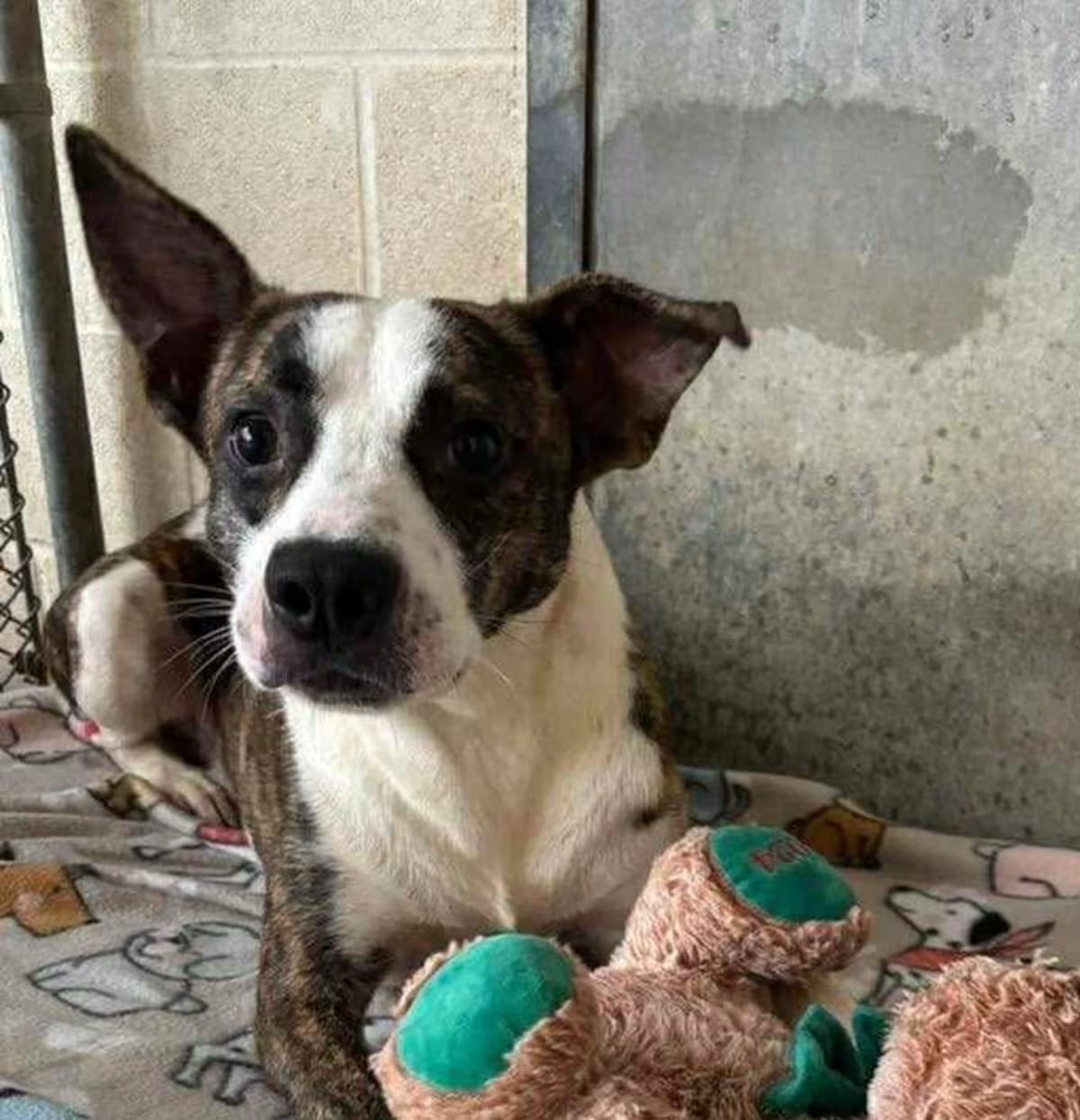 Photo of Jack, adoptable Mixed Breed (Medium) in Syracuse, New York