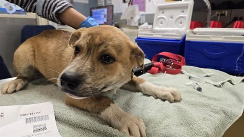 Photo of Leo, adoptable Pit Bull Terrier in Riverside, California