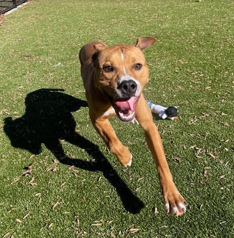 Photo of Skipper, adoptable Pit Bull Terrier in Greensbo, North Carolina
