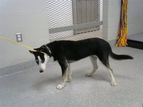Photo of A187828, adoptable Siberian Husky in Pasadena, Texas