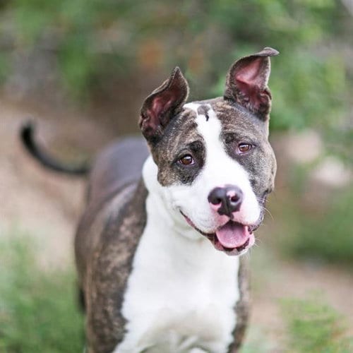 Photo of Pumpkin, adoptable American Pit Bull Terrier in Albuquerque, New Mexico