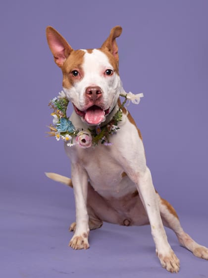 Photo of Eria, adoptable dog in Atlanta, Georgia