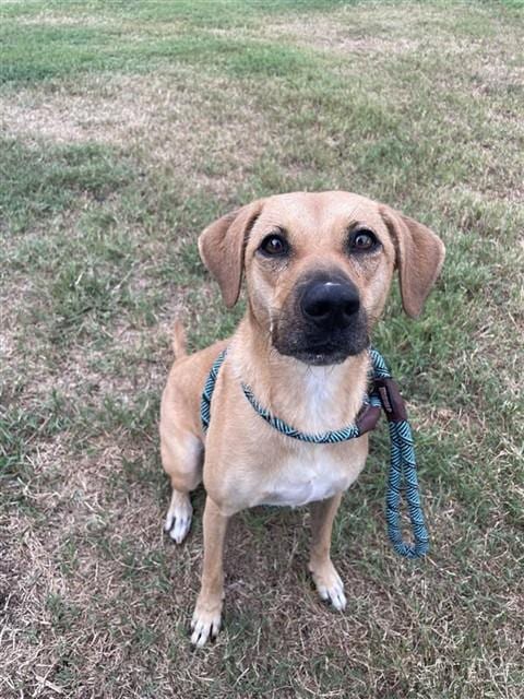 Photo of Jezzrabell, adoptable Black Mouth Cur in Corpus Christi, Texas