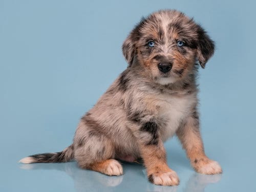 Photo of Date: E-Harmony, adoptable Australian Shepherd in Romoland, California