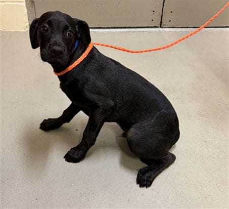 Photo of Jolteon`, adoptable Labrador Retriever in Sanford, Florida