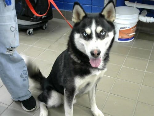 Photo of Loki, adoptable Husky in Albuquerque, New Mexico