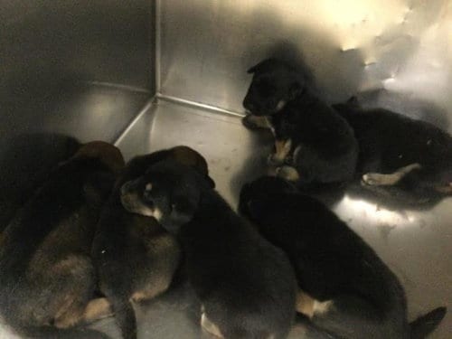 Photo of Basil, adoptable Doberman Pinscher in Riverside, California