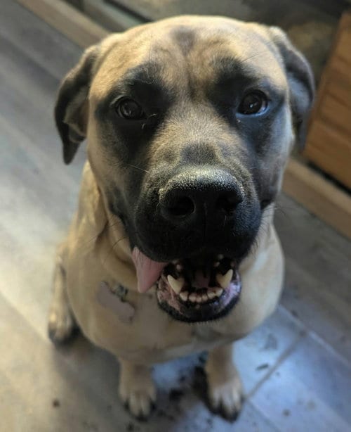 Photo of Sunny, adoptable Mastiff in Crystal, Minnesota