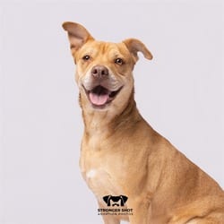 Photo of Mia, adoptable Mixed Breed (Medium) in Land O'Lakes, Florida