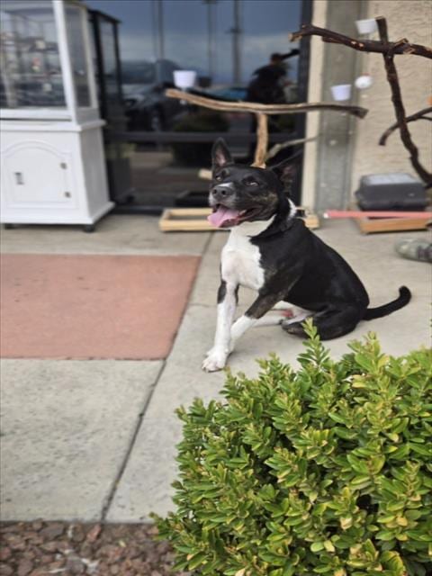 Photo of Saitama, adoptable Pit Bull Terrier in Las Vegas, Nevada