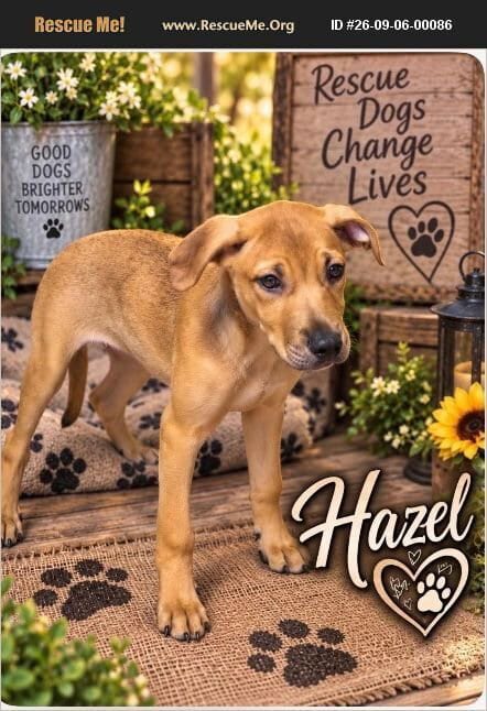 Photo of Hazel, adoptable Labrador Retriever in Benton, Pennsylvania