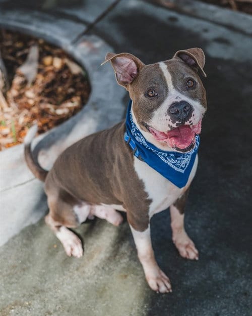 Photo of Gordo, adoptable American Pit Bull Terrier in Miami, Florida