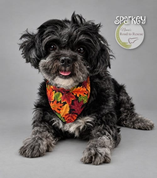 Photo of Sparkey, adoptable Shih Tzu in Benton, Louisiana