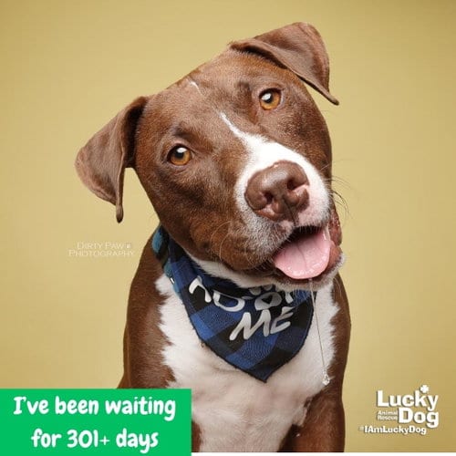 Photo of Gilligan, adoptable Terrier in Washington, District of Columbia