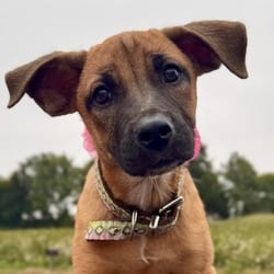 Photo of Talia, adoptable Rhodesian Ridgeback Labrador Retriever in Winchester, Virginia