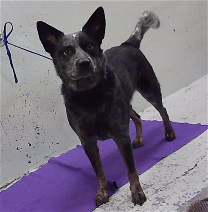 Photo of Arnold, adoptable Australian Cattle Dog mix in Houston, Texas