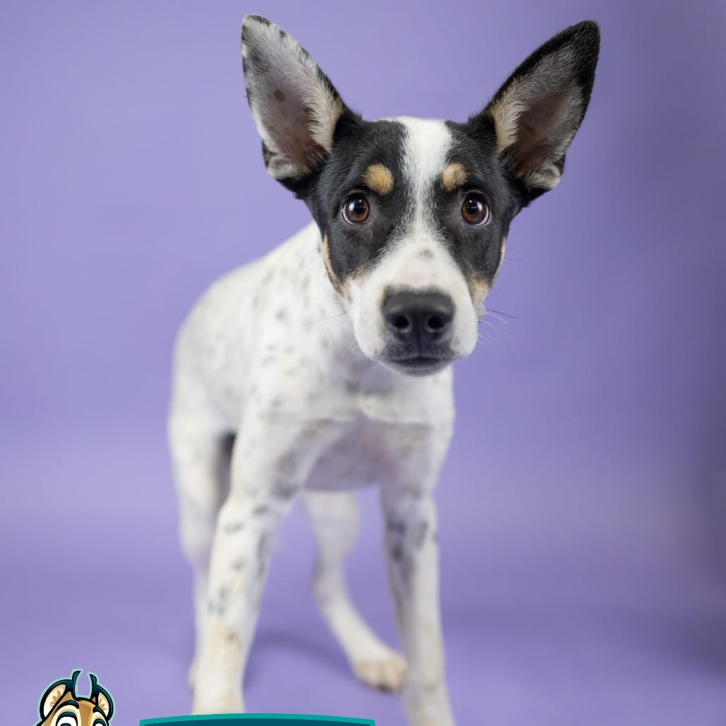 Photo of Astrid, adoptable Cattle Dog, Australian (Blue Heeler) in Portland, Oregon