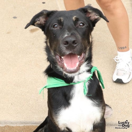 Photo of Fido, adoptable Australian Shepherd in Washington, District of Columbia