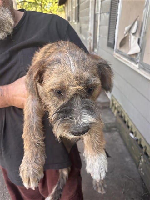 Photo of Senior Schnauzer - Miniature, adoptable Schnauzer - Miniature in Houston, Texas