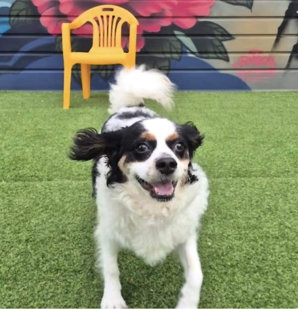 Photo of Soni, adoptable Cavalier King Charles Spaniel Mixed Breed (Small) in Washington, District of Columbia
