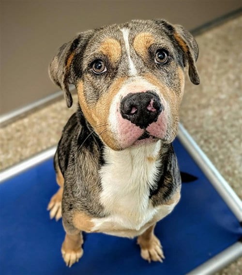 Photo of Zeus, adoptable Catahoula Leopard Dog in Clyde, North Carolina