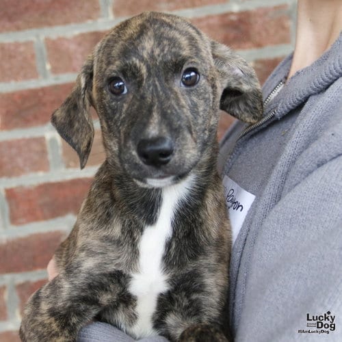 Photo of Elija, adoptable Labrador Retriever in Washington, District of Columbia