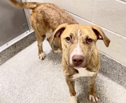 Photo of Gretel, adoptable Pit Bull Terrier in Houston, Texas