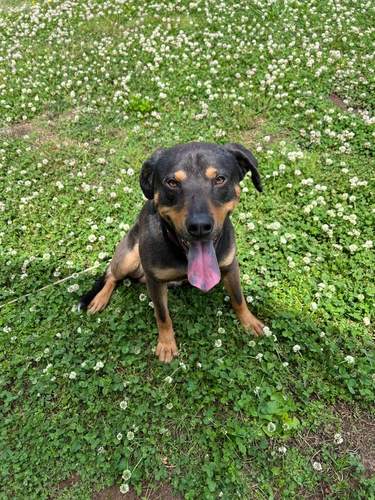 Photo of Conley, adoptable Mixed Breed in Chickamauga, Georgia