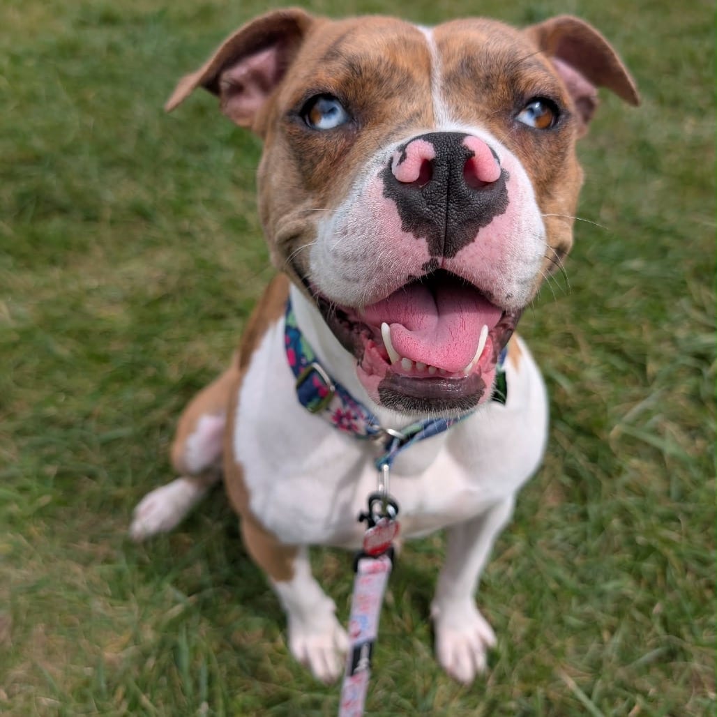 Photo of Mimosa, adoptable Mixed Breed (Medium) in Wheeling, Illinois