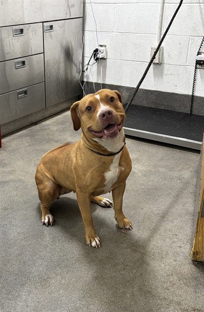 Photo of Shelly, adoptable Pit Bull Terrier in Forestville, Maryland