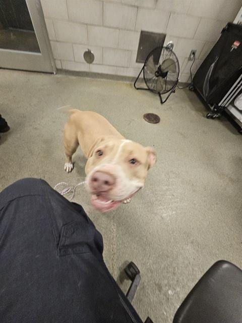 Photo of Bella, adoptable Pit Bull Terrier