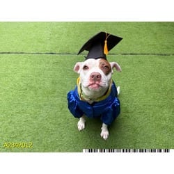 Photo of Ivy, adoptable Mixed Breed (Medium) in West Palm Beach, Florida