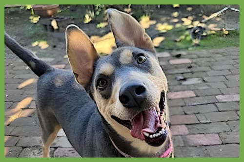 Photo of Sadie, adoptable Siberian Husky in Amherst, Massachusetts