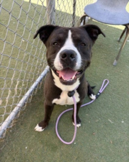 Photo of Cherokee, adoptable Staffordshire Bull Terrier in Los Angeles, California