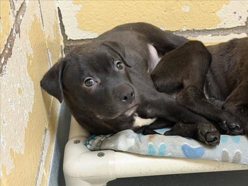 Photo of Sabith, adoptable Labrador Retriever in Tulsa, Oklahoma
