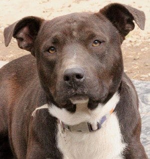 Photo of Walter, adoptable Pit Bull Terrier in Savannah, Missouri