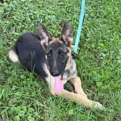 Photo of Luka, adoptable German Shepherd Dog Mixed Breed (Medium) in Frederick, Maryland